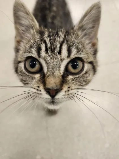 A young small-sized male Domestic Short Hair cat named Peaches for adoption in Columbus, IN