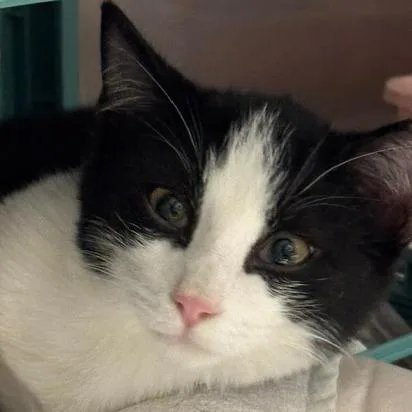 A baby small-sized male Domestic Short Hair cat named Par for adoption in Edwardsville, IL