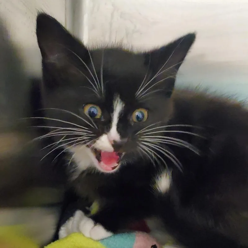 A baby small-sized male Black Domestic Short Hair cat named Donovan for adoption in Chattanooga, TN