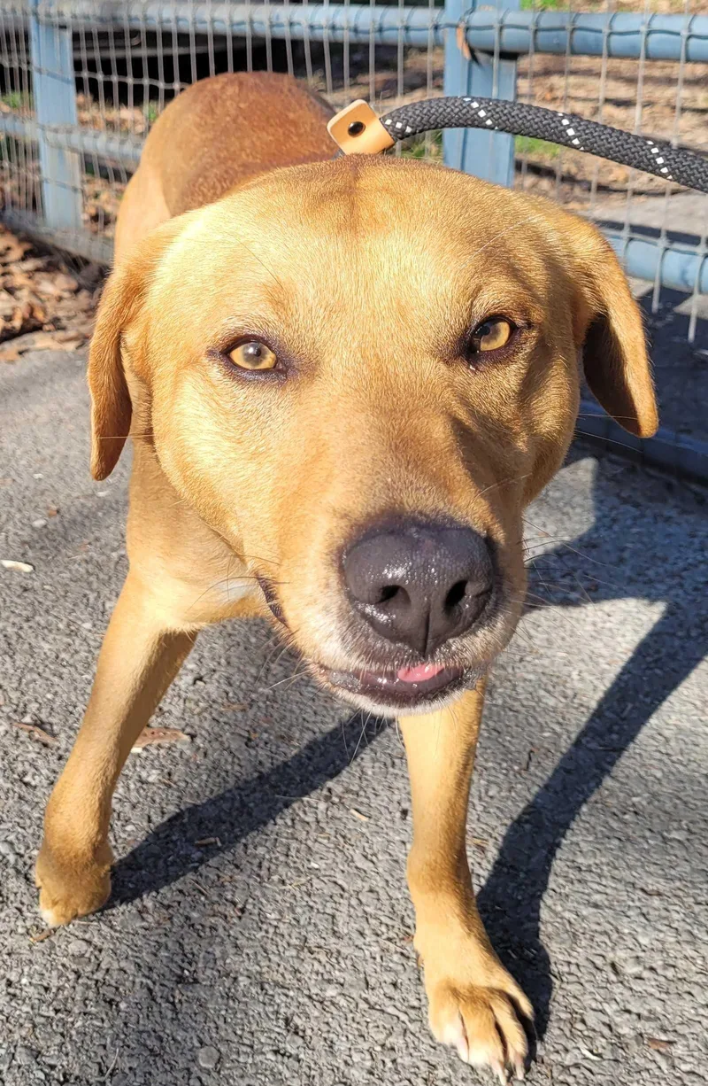 A young medium-sized male Yellow Labrador Retriever dog named Rex for adoption in Killingworth, CT