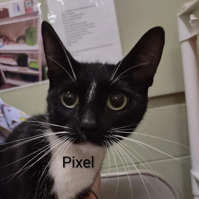 A young small-sized female Black Domestic Short Hair cat named Pixel for adoption in Upland, CA