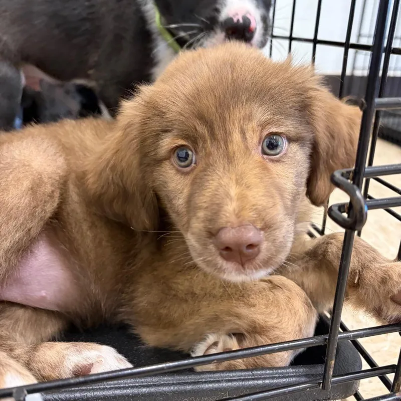 A baby medium-sized female Mixed Breed dog named Wilma for adoption in Cumming, GA
