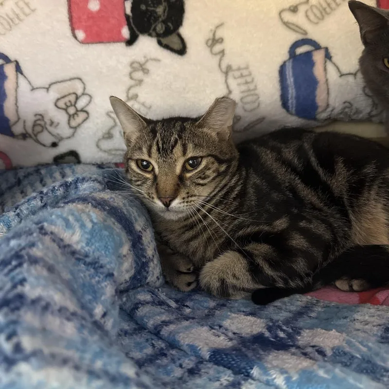 Caspian