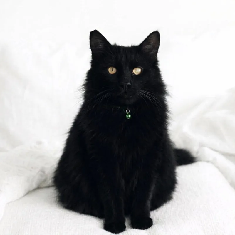 An adult large-sized male Domestic Long Hair cat named Astro for adoption in Los Angeles, CA