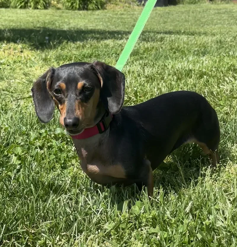 A young small-sized female Black Miniature Dachshund dog named Elsie  Ohio Only for adoption in Lebanon, OH