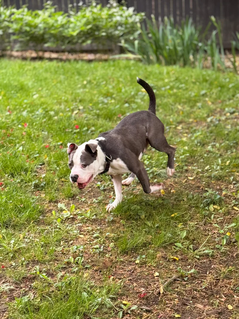A young medium-sized male Gray / Blue / Silver Pit Bull Terrier dog named Bambu for adoption in Westminster, MD