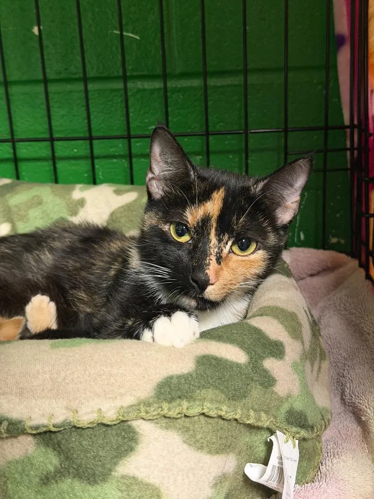 A young small-sized female Domestic Short Hair cat named Marlowe for adoption in Olean, NY