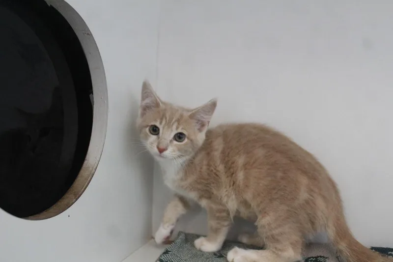 A baby medium-sized female Buff / Tan / Fawn Domestic Short Hair cat named Bidoof for adoption in Chestertown, MD