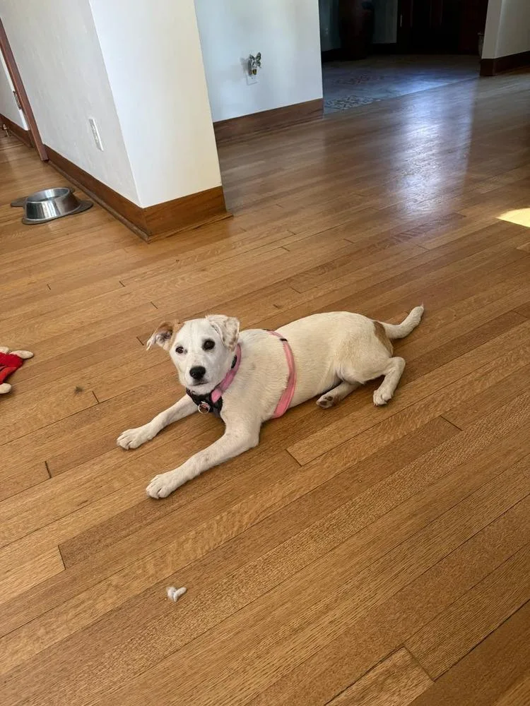 Brazille thumbnail 2