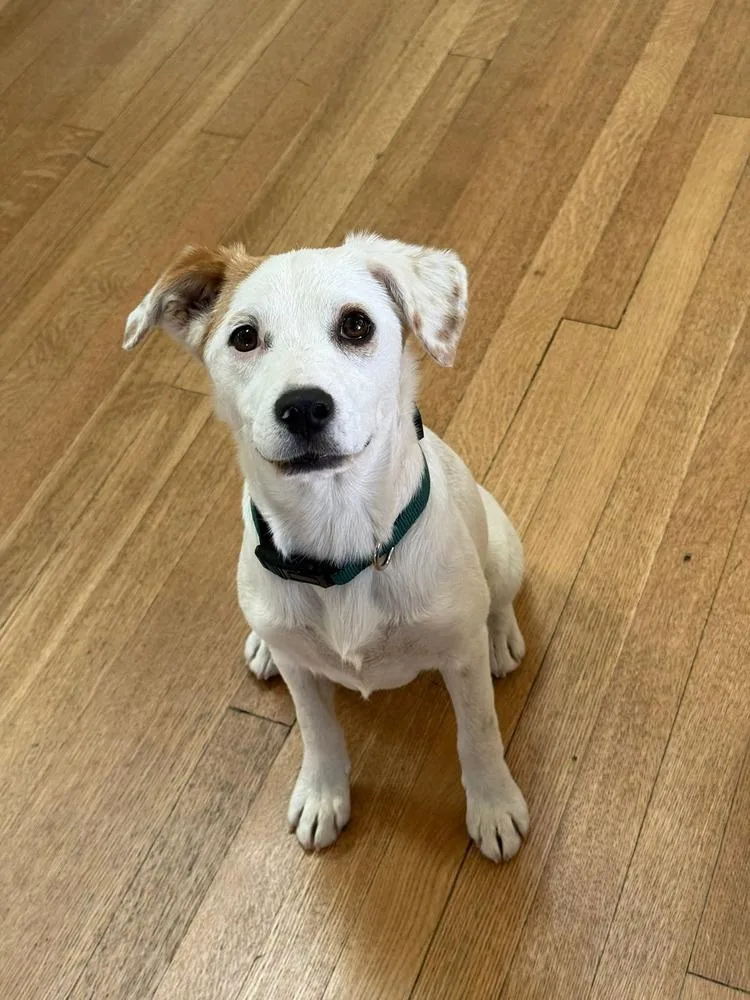 Brazille thumbnail 3