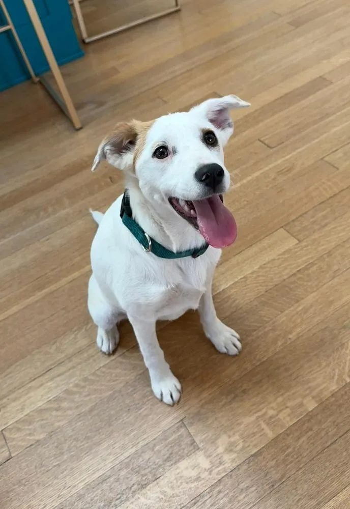 Brazille thumbnail 5