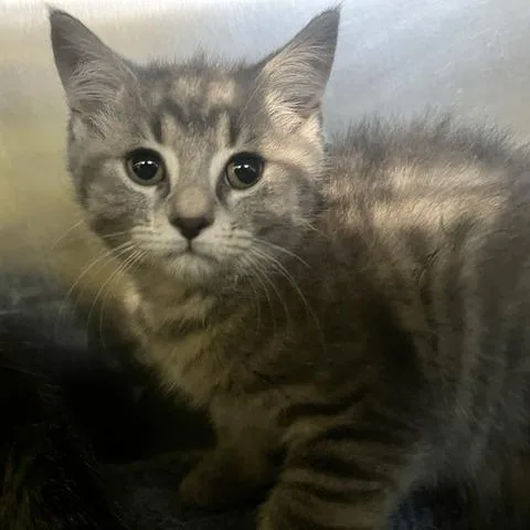 A baby small-sized male Gray / Blue / Silver Domestic Medium Hair cat named Cider for adoption in Dayton, OH