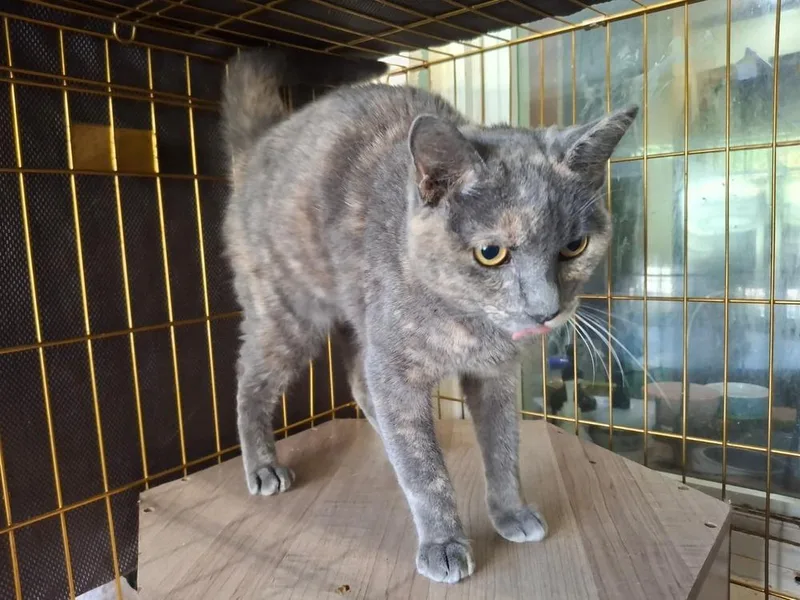 Carmelita thumbnail 2