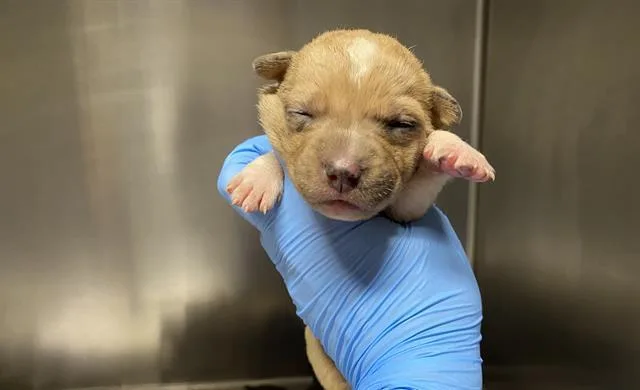 A baby small-sized female Pit Bull Terrier dog named Opal for adoption in Modesto, CA