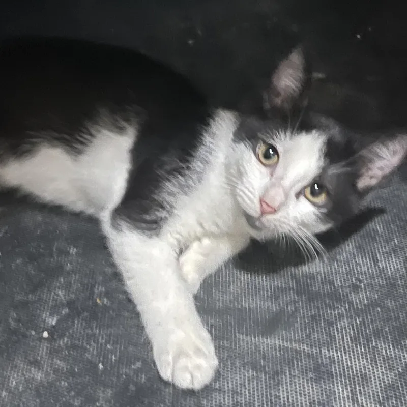 A baby small-sized female Black & White / Tuxedo Domestic Short Hair cat named Tasha for adoption in Liverpool, TX