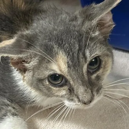 A baby small-sized female Dilute Tortoiseshell Domestic Short Hair cat named Chocolate Milk at Elyria for adoption in Elyria, OH