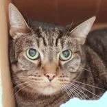An adult extra large-sized male Tabby (Brown / Chocolate) Domestic Short Hair cat named Miles for adoption in Hilliard, OH