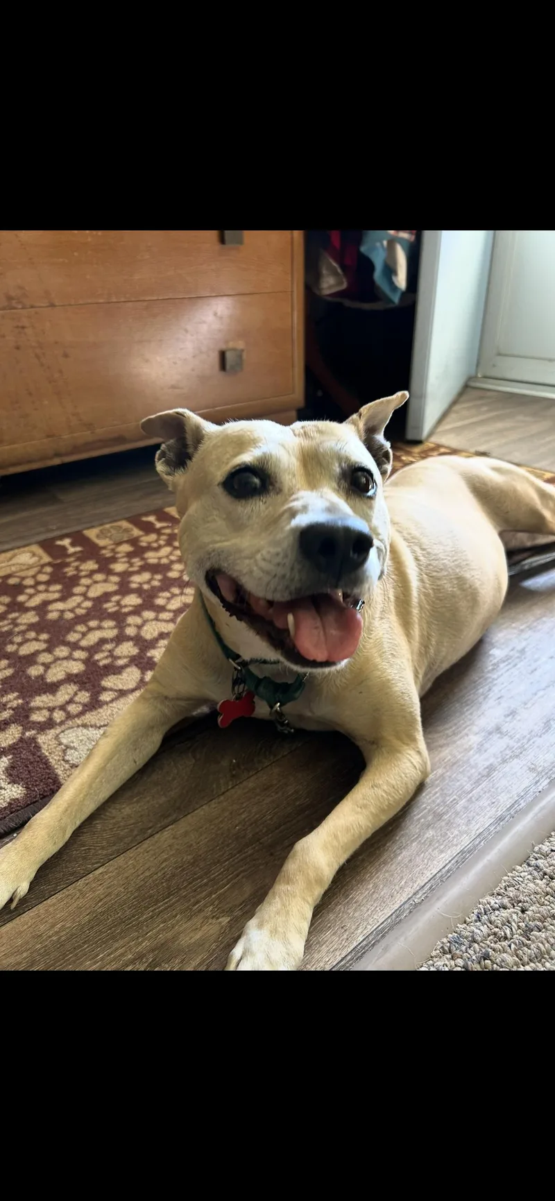 An adult medium-sized female Pit Bull Terrier dog named Ainsley for adoption in Midland, MI