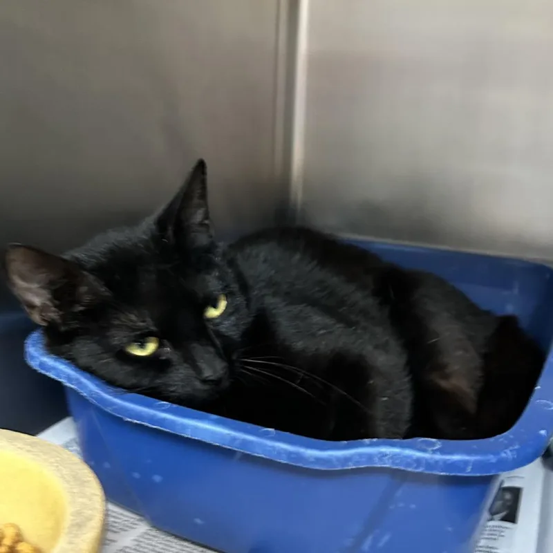 A young medium-sized female Black Domestic Short Hair cat named Sylvie for adoption in Newport, NC