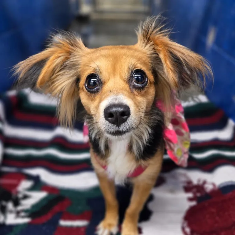 An adult small-sized female Brown / Chocolate Chihuahua dog named Bruja for adoption in San Jacinto, CA