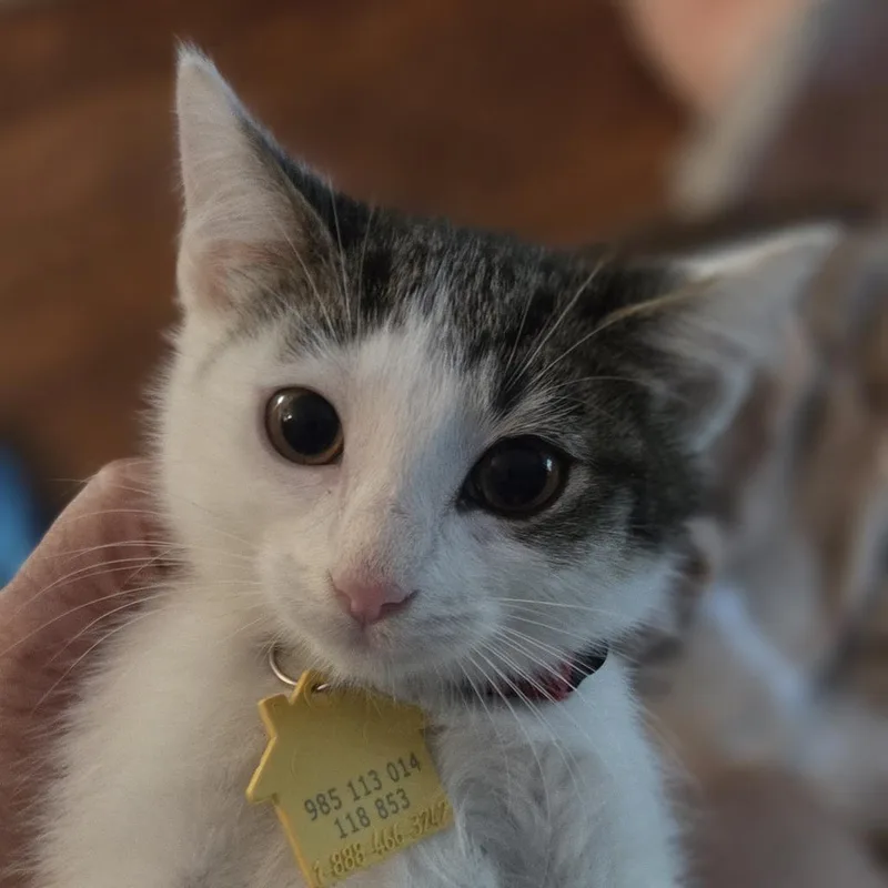 A baby small-sized male Domestic Short Hair cat named Helvetica for adoption in Springfield, MA