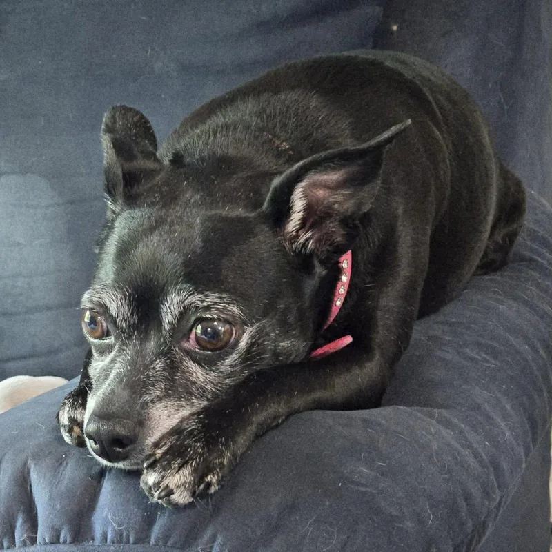 Luna Bee