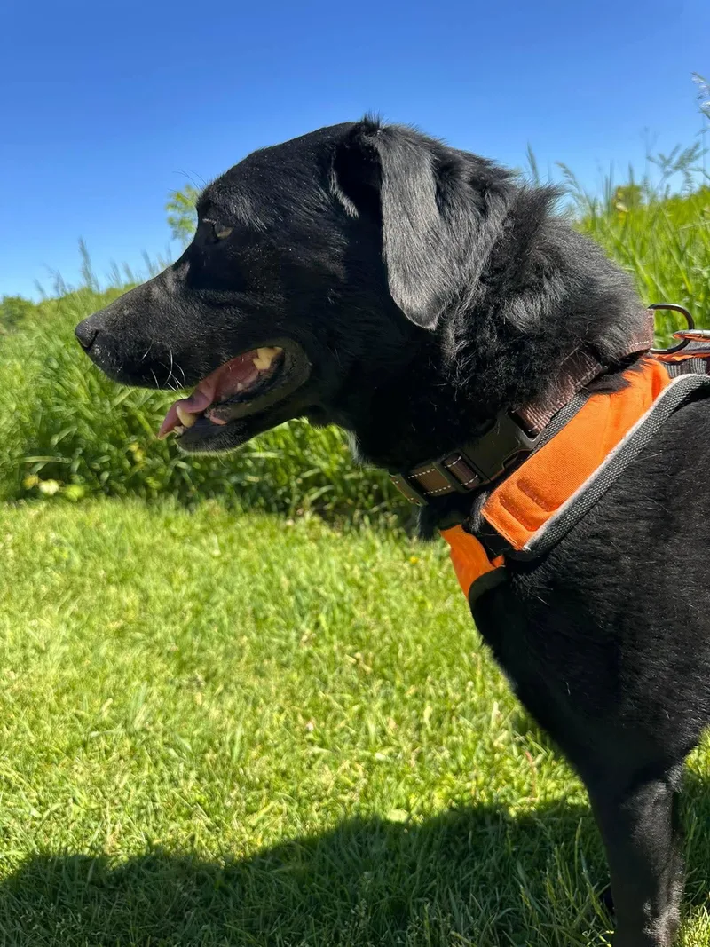An adult large-sized male Labrador Retriever dog named Ruff for adoption in Livonia, MI