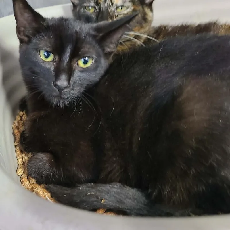 A baby small-sized male Domestic Short Hair cat named Cobweb for adoption in Coos Bay, OR