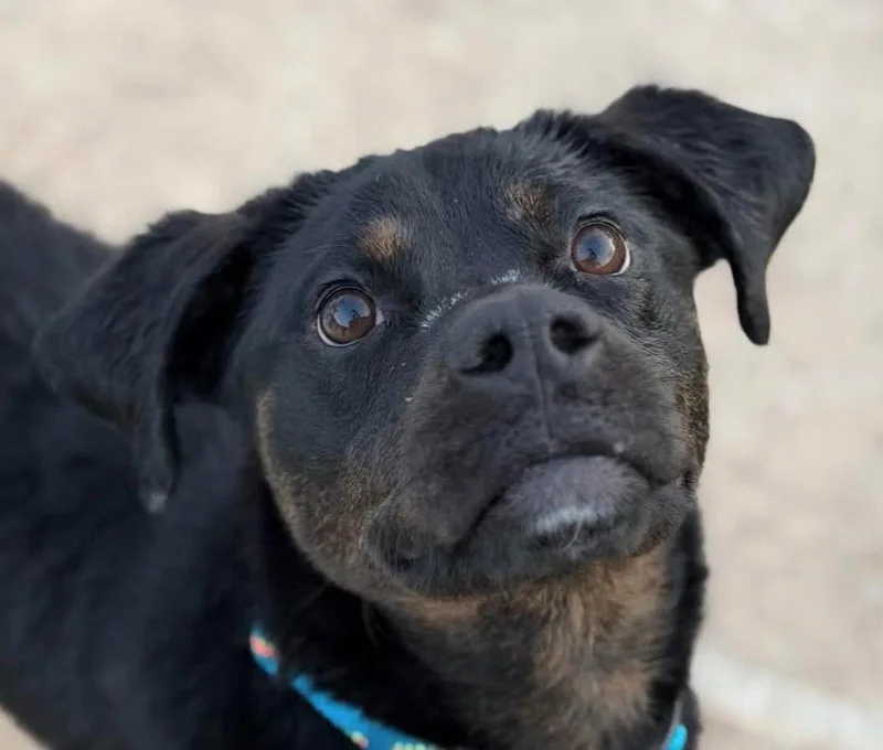 Outlaw Potato thumbnail 2