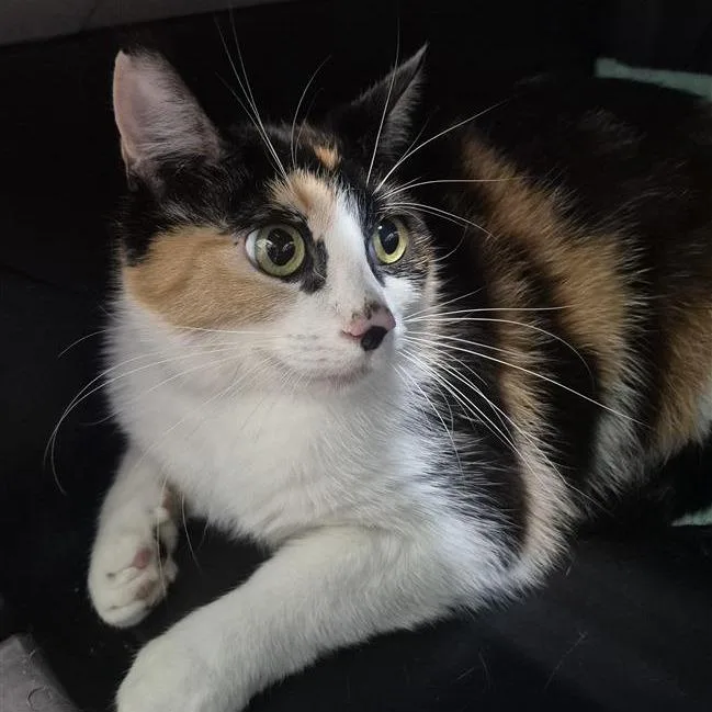 An adult medium-sized female Calico Domestic Short Hair cat named Japanese Cherry Blossom for adoption in Tacoma, WA