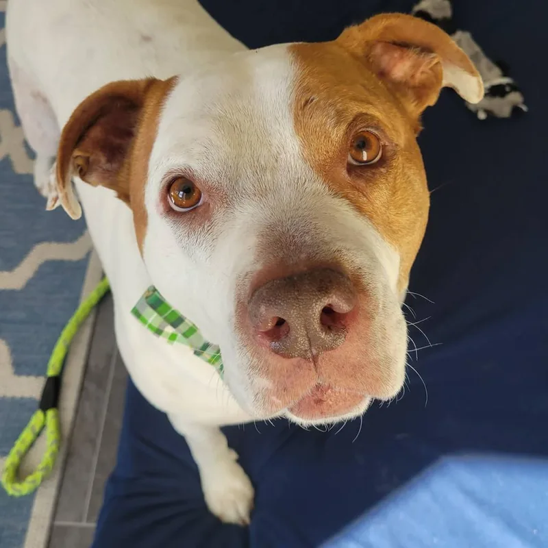 Cadillac thumbnail 4