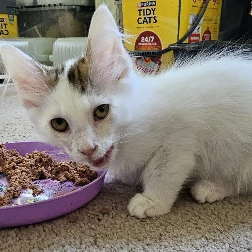A baby small-sized male White Domestic Long Hair cat named Ernie for adoption in Knoxville, TN