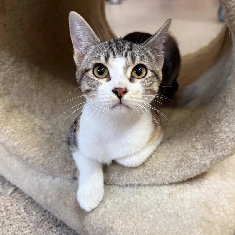 A baby small-sized female Domestic Short Hair cat named Maggie for adoption in Sarasota, FL
