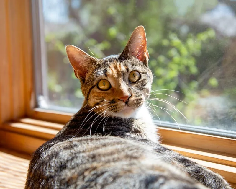 Lucy  Gorgeous Tabico thumbnail 2