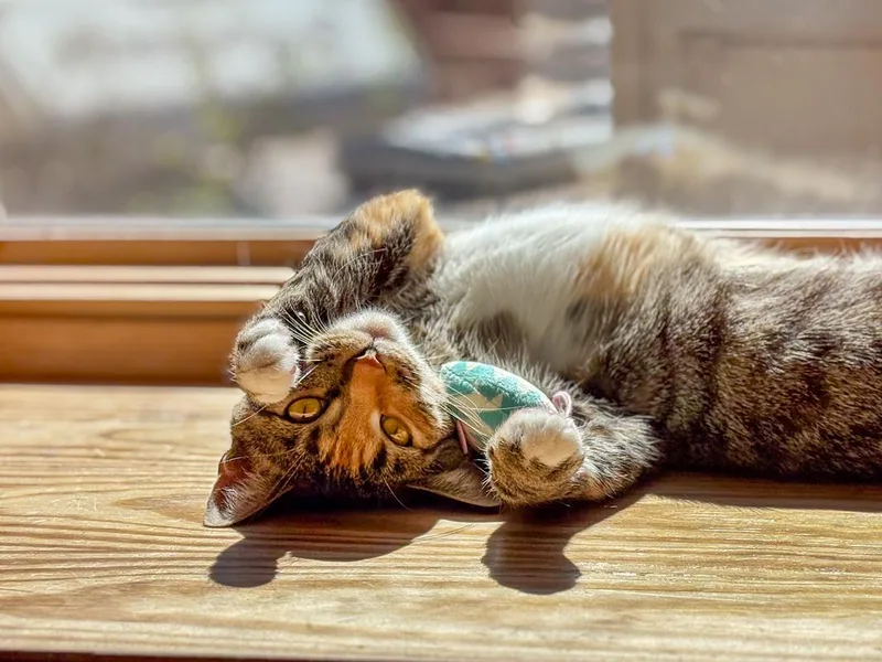 Lucy  Gorgeous Tabico thumbnail 3