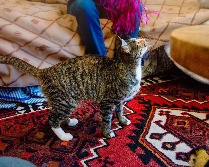 Lucy  Gorgeous Tabico thumbnail 4