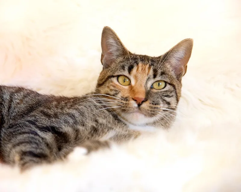 Lucy  Gorgeous Tabico thumbnail 5