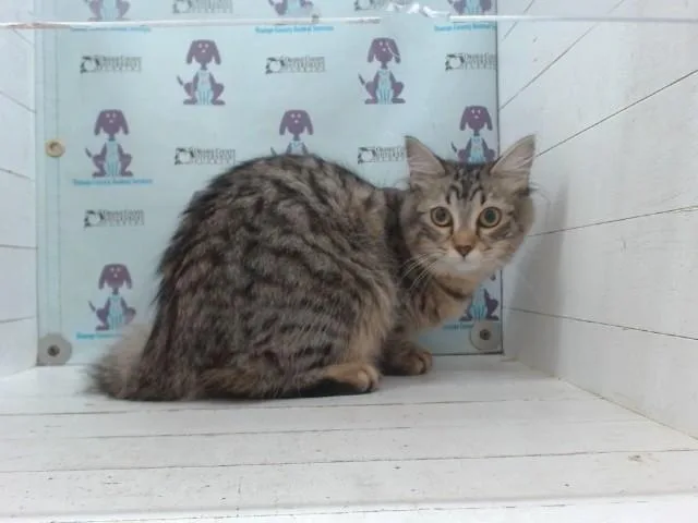 A young small-sized female Domestic Medium Hair cat named Echo for adoption in Orlando, FL