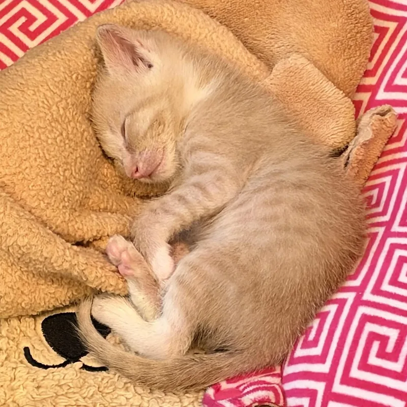 A baby medium-sized male Tabby (Orange / Red) Domestic Medium Hair cat named Ozzy for adoption in Liverpool, TX