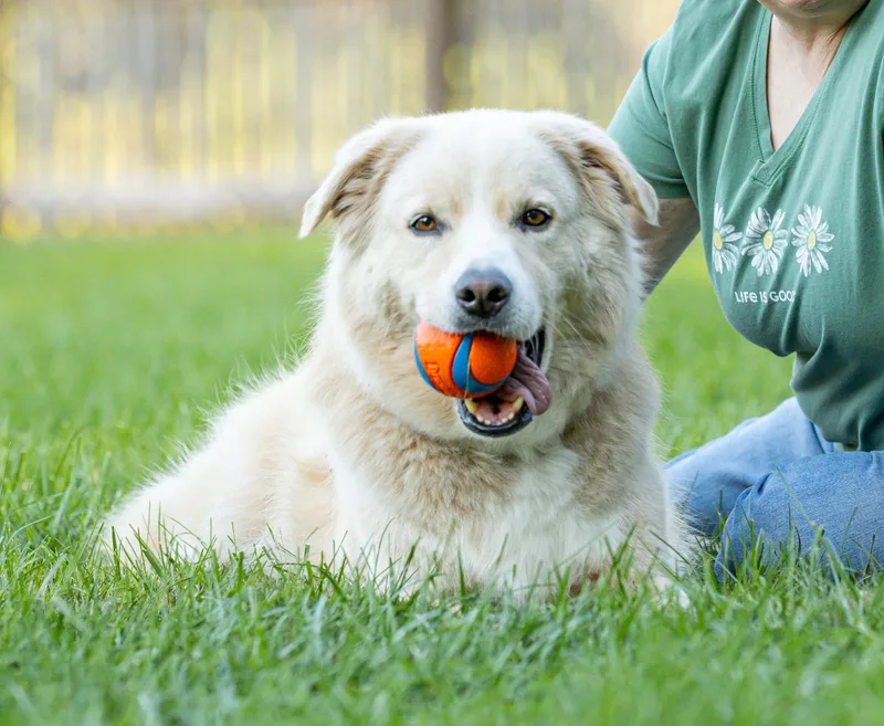 An adult large-sized male German Shepherd Dog dog named Benson for adoption in Amherst, MA