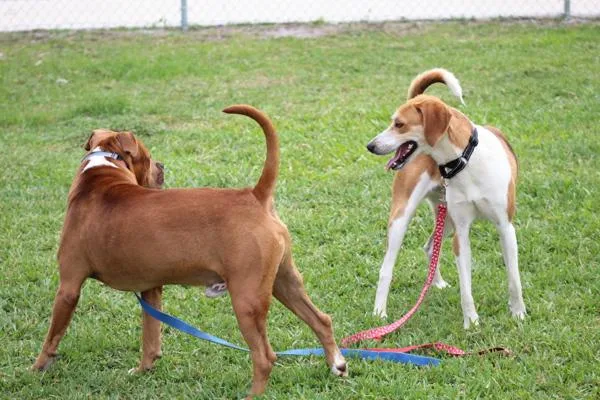 An adult large-sized male Mixed Breed dog named Woody for adoption in Melbourne, FL