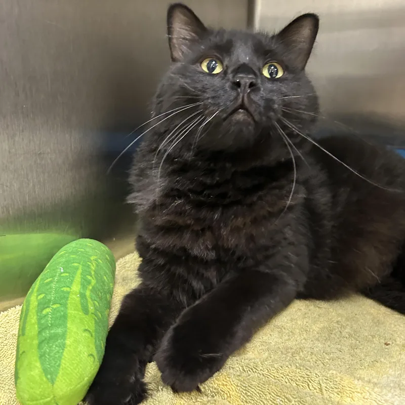 An adult large-sized male Black Domestic Long Hair cat named Tarmac for adoption in La Grange Park, IL