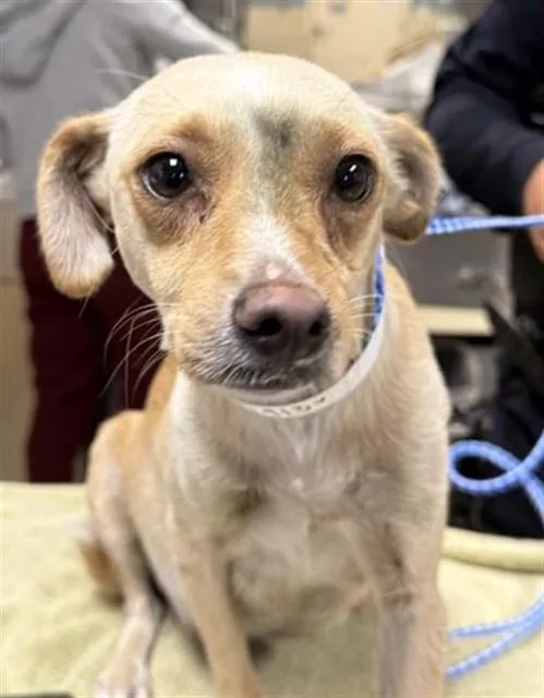 An adult small-sized female Chihuahua dog named Candy for adoption in Riverside, CA