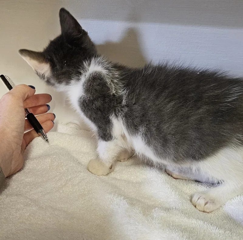 A baby small-sized male Gray & White Domestic Short Hair cat named Muta for adoption in Brockport, NY