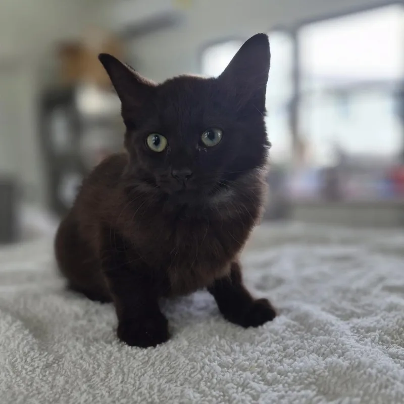 A baby small-sized male Black Domestic Medium Hair cat named Baguette for adoption in Chapel Hill, NC