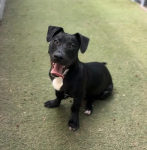 A young medium-sized male Pit Bull Terrier dog named Danny Zuko for adoption in Los Angeles, CA
