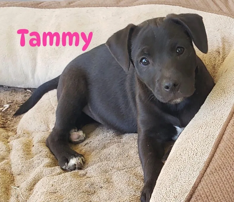 A baby medium-sized female Black Labrador Retriever dog named Tammy for adoption in Pembroke, MA