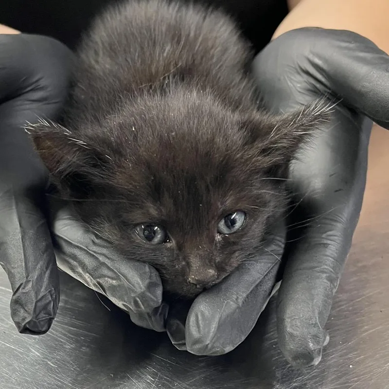 Toothless