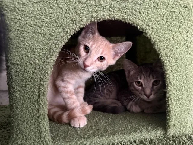A baby small-sized male Domestic Short Hair cat named Chip Dale for adoption in San Juan Capistrano, CA