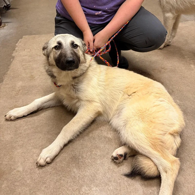 A young medium-sized female Yellow / Tan / Blond / Fawn Shepherd dog named Buffy for adoption in Bryan, TX